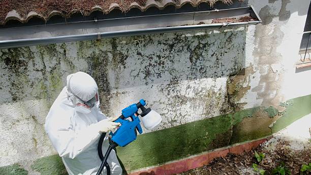 Top rated local Mold Remediation specialists in Odenton, MD